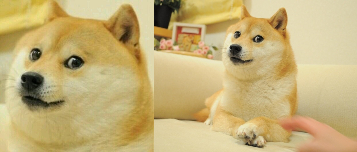 Le mème Doge (1), tel qu’il s’est propagé à partir de la photo originale (2). L’auteur de la photo a dû, devant sa prolifération, renoncer à ses droits d’auteur qui s’élèvent potentiellement à plusieurs milliards de dollars.